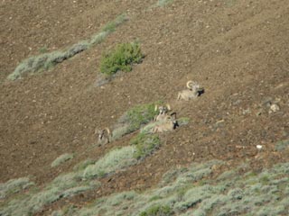 01-Rams-Bedded